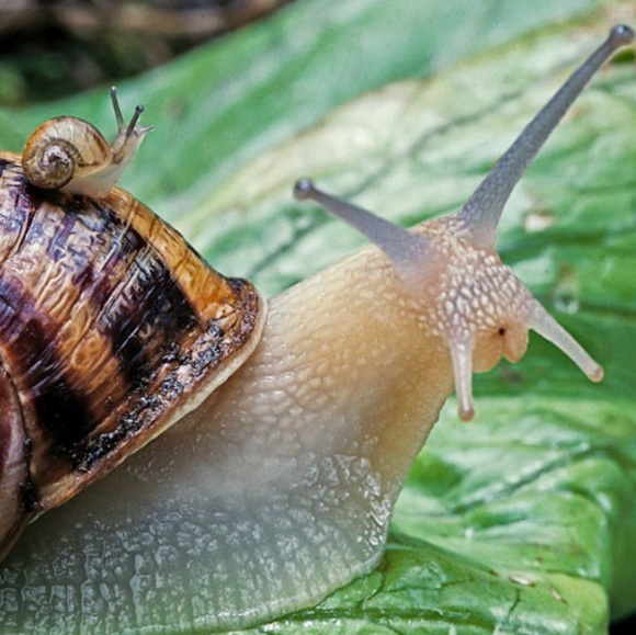 awaresnail
